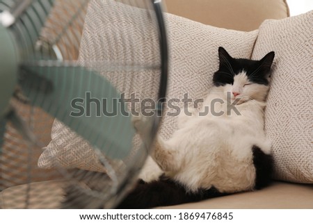 Cute fluffy cat enjoying air flow from fan on sofa indoors. Summer heat
