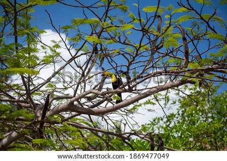 Keel billed toucan perched on a tree in the rainforest of Mexico