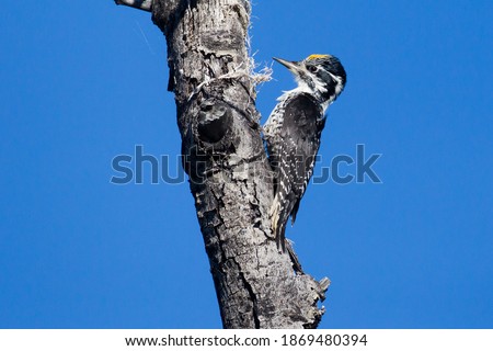 male American Three-toed Woodpecker Picoides dorsalis on cottonwood trunk in Teslin, Yukon Canada Royalty-Free Stock Photo #1869480394