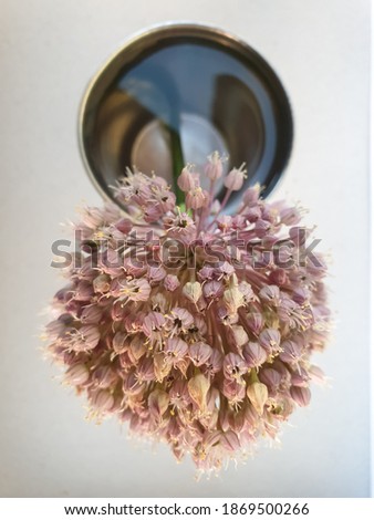 High angle shot of elephant garlic flower in water, Studio shot of elephant garlic flower, Close up of elephant garlic flower isolated, Pink flower - Stock Photo 