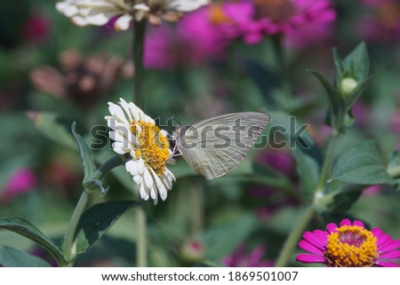 White Zinnia Flower under morning light in the garden with butterfly on pollen for selective focus and blurred background.A flowering shrub has a double flower pattern sources found in tropical.