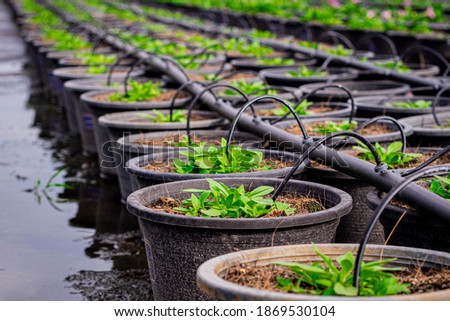 Agricultural water pipe system. Watering plants in the United States Agriculture Committee. Outdoor flower planting.