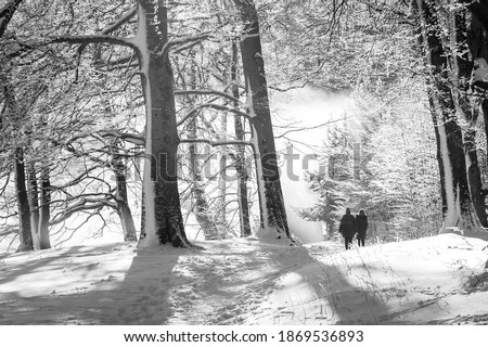 A grayscale photography of friends walking in a misty winter forest. Beautiful backlight snowy landscape, cold winter feeling. Sunbeams through trees. Copy space and place for text.