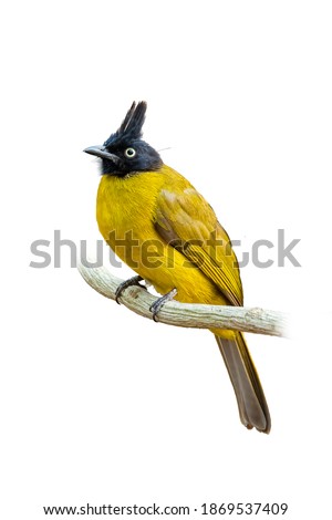 Black-crested Bulbul perching on liana isolated on white background Royalty-Free Stock Photo #1869537409