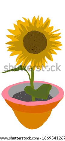 illustration of sunflower on beautiful pot , isolated on white b