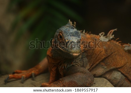 adult iguanas that are sunbathing