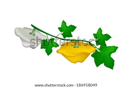 Vegetable, An Illustration of Fresh Pattypan Squash or Sunburst Squash with Leaves Hanging on A Vine Isolated on White Background. 