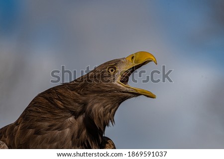 Iberian imperial eagle. (Aquila adalberti) at the zoo aquarium in Madrid,