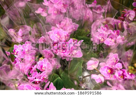 phalaenopsis mini orchid flowers in full bloom vibrant pink and white colors close up on store of flowers