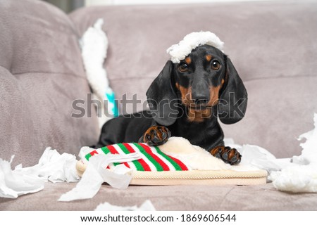 Naughty dachshund puppy was left at home alone and started making a mess. Pet tore up furniture and chews home slipper of owner. Baby dog is sitting in the middle of chaos Royalty-Free Stock Photo #1869606544