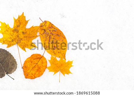 
collection of autumn leaves in winter snow