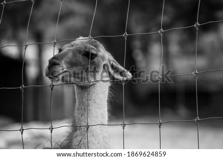 llama in the cage sad