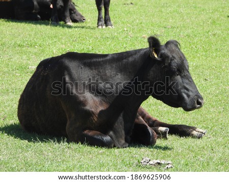 Cow on summer meadow pasture.
