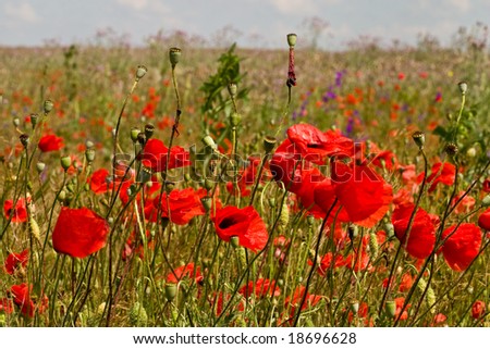 nature series: red wild poppy spring field