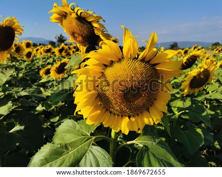 Natural background sunflower field or yellow flower