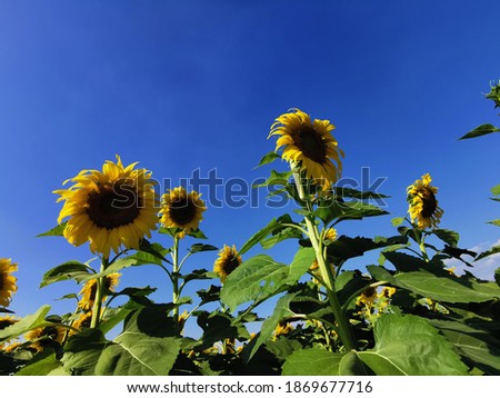 Natural background sunflower field or yellow flower