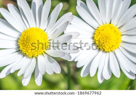 Macro photo of small chamomile flower with white petals. Blurred background