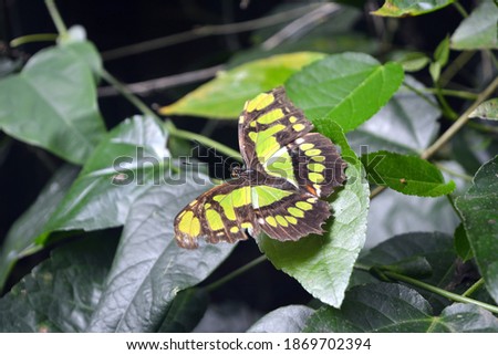 Siproeta stelenes (malachite) - a neotropical brush-footed butterfly