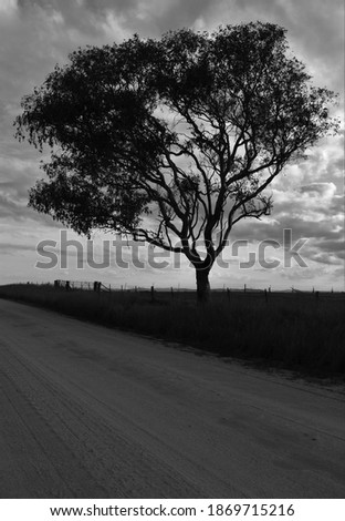 A solitary tree stands over a country road