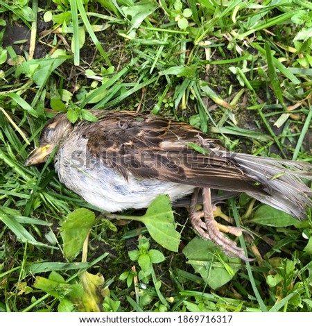 Macro photo dead sparrow. Stock photo dead sparrow bird