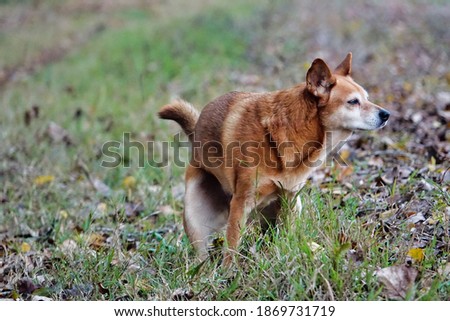 dog in park, photo picture digital image