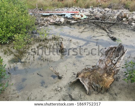 scene of young mangrove plant growing in the muddy place.