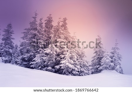 Misty winter landscape with snowy spruces on a frosty day. Location place Carpathian mountains, Ukraine, Europe. Instagram toning effect. Vibrant photo wallpaper. Happy New Year! Beauty of earth.