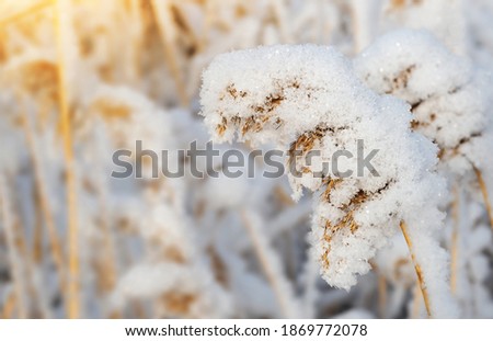 Snow-covered reeds in a winter field. Hoarfrost plant