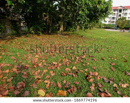 The picture shows dry leaves scattered on the ground.