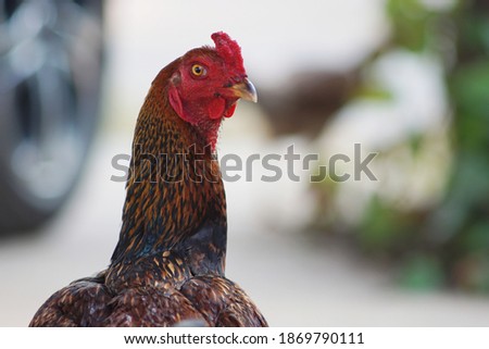 Thai Fighting Cock standing near the house for selective focus and blurred background.Popular pets in Thailand for combat sport games.