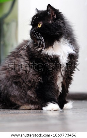 thick black Persian cat in profile