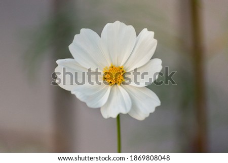 Beautiful multicolor flowers with nice blurred background and sun rays