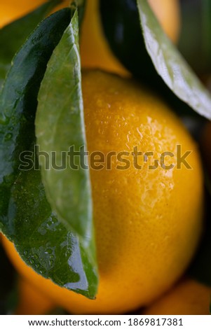 Ripe lemon with water drops