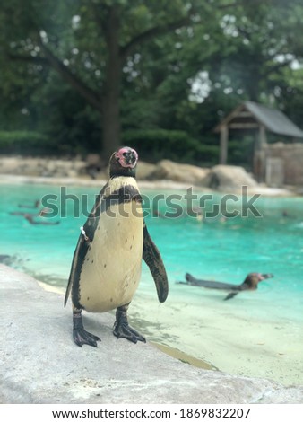 A black and white penguin standing in a zoo with blurred background