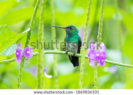A juvenile Blue-chinned Sapphire hummingbird perching in a Vervain plant with purple flowers. hummingbird resting in natural surrounding. Bird in nature. Garden Royalty-Free Stock Photo #1869836101