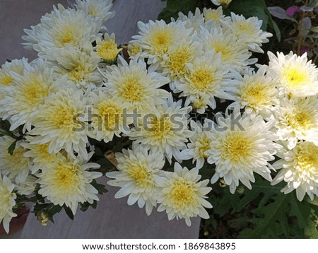 White chrysanthemum flowers in park. 