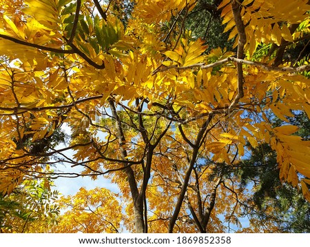Shallow depth of field of yellowish leaves of winter tree, Photo of yellow leaves tree from below in winter season, Autumn tree - Stock Photo