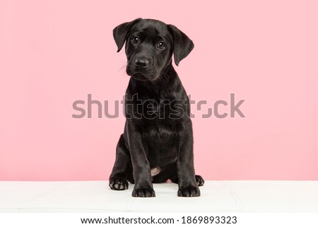 Cute black labrador retriever puppy looking at the camera on a pink background sitting on a white couch Royalty-Free Stock Photo #1869893323
