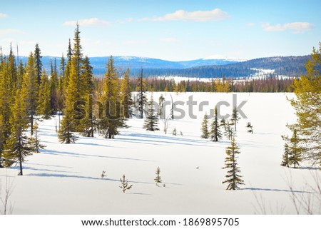 Young pine trees and a frozen lake after a blizzard on a clear day. Mountain peaks in the background. Idyllic winter landscape. Ecology, environment, climate change, global warming. Finland, Lapland