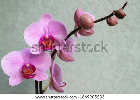 Pink Orchid with delicate petals and green wall background 
,pink orchid blooming with buds macro, beauty in nature, exotic flowers