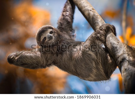 A happy sloth hanging from a tree in Costa Rica  Royalty-Free Stock Photo #1869906031