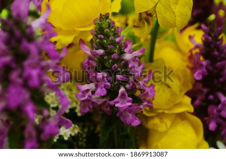 beautiful bouquet of bright wild flowers