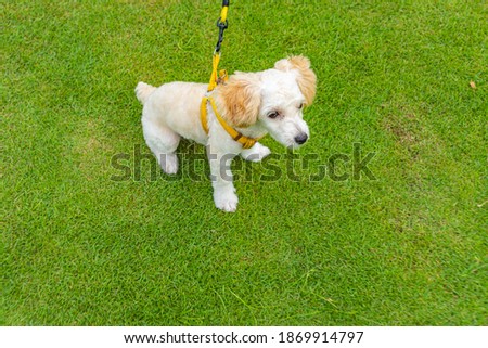 Tiny white poodle puppy wearing dog leash at the park