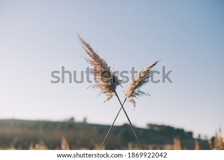 Dry grass in the foreground, behind the sunset. autumn landscape. calm and cozy nature background