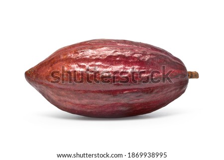 Fresh Dark red (Trinitario) cocoa fruit isolated on white background. Clipping path Royalty-Free Stock Photo #1869938995