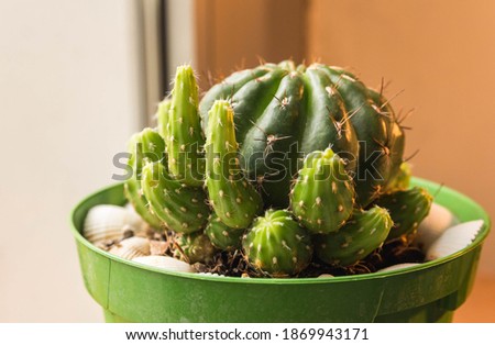 an indoor picture of a echinopsis tubiflora cactus on a green plastic pot with shells.