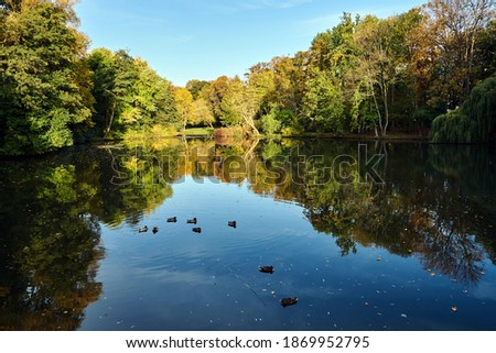 Ducks swimming on a park pond during fall in Poland
