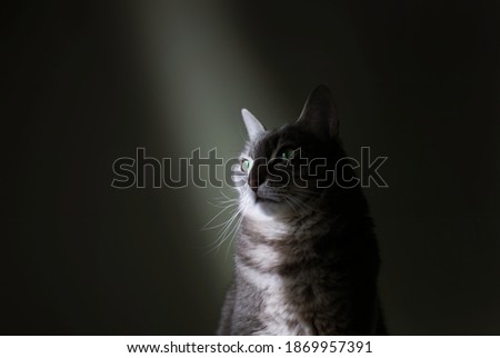 cat in a beam of light