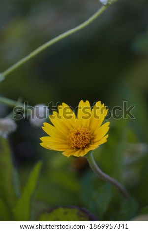 beautiful yellow flower in garden