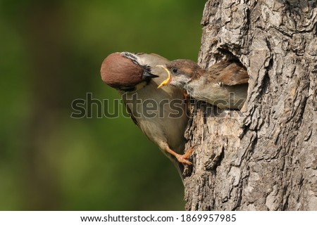 The Eurasian tree sparrow (Passer montanus) sitting on the tree with his nest and feeding his child. Beutiful scenery of beginning new lifr of theese birds. Royalty-Free Stock Photo #1869957985